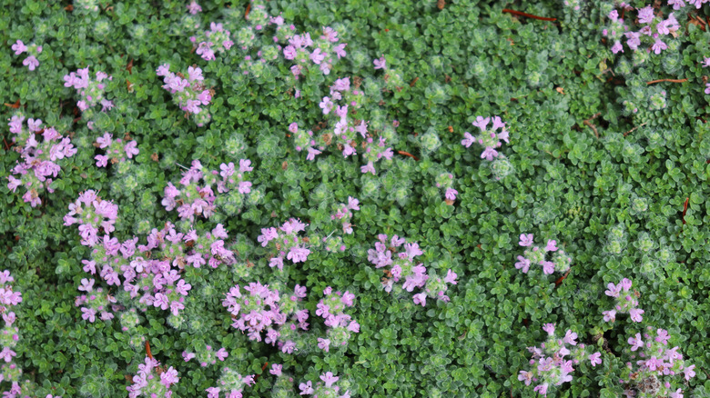 Thick blanket of wooly thyme with purple flowers