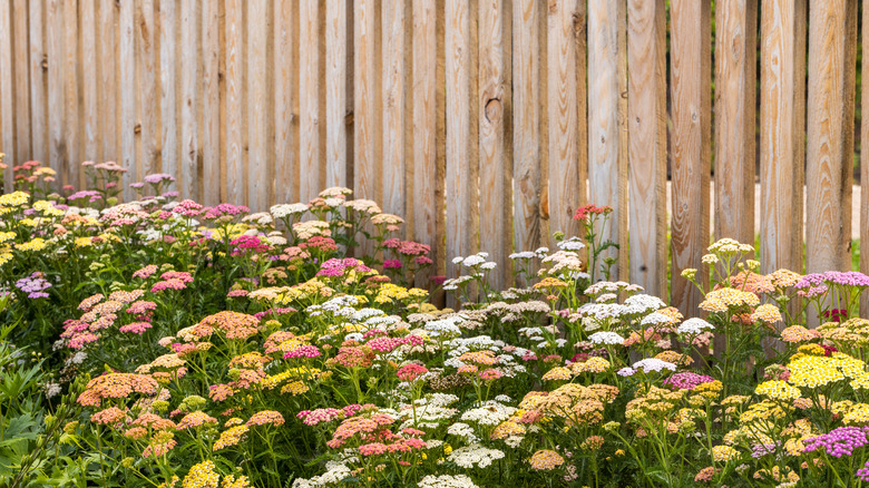 Different colored yarrow flowers growing along a wood fence