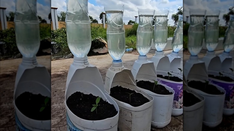 a row of container plants with a self watering plastic bottle feature