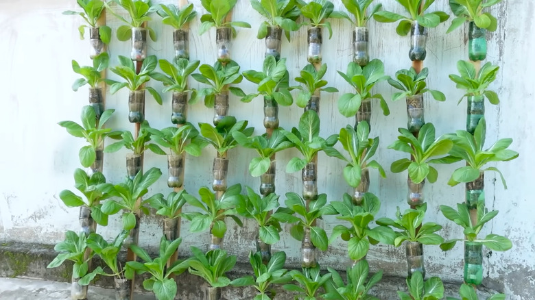 a wall of plants in plastic bottle vertical garden