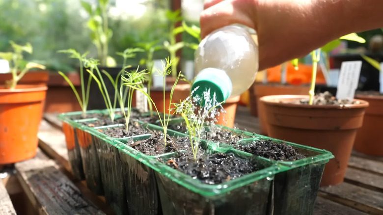 a seedling waterer made from a plastic water bottle