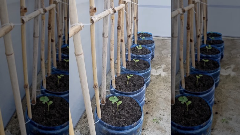 large plastic containers recycled as planters with trellis