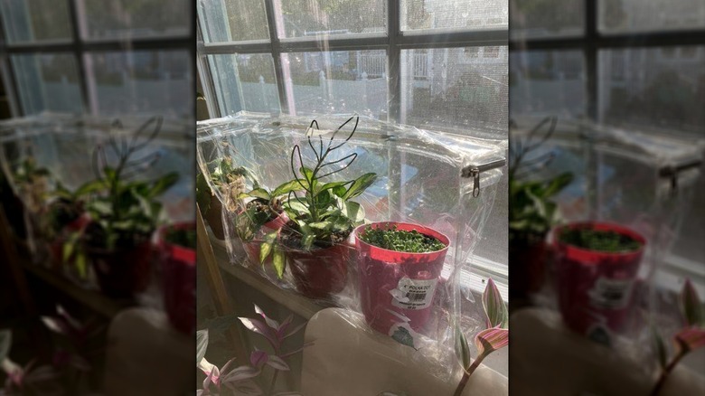 a zippable bedding bag is recycled as a plant greenhouse