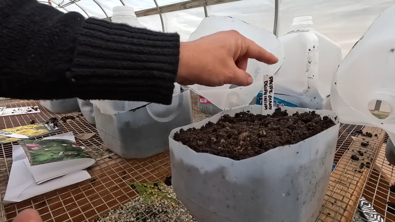 recycled plastic milk jugs used in winter sowing method
