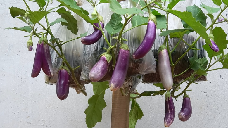 eggplants growing in recycled plastic bags