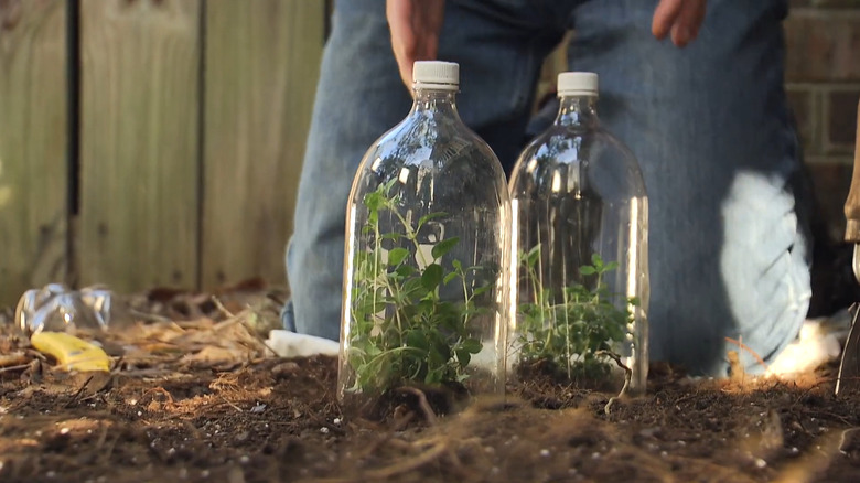 plants are protected and covered with plastic bottles