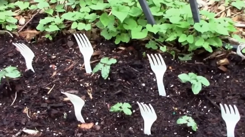 plastic forks in a garden bed protect small plants from pests