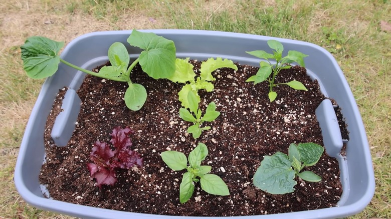 a man turns an old plastic tote into a raised garden bed