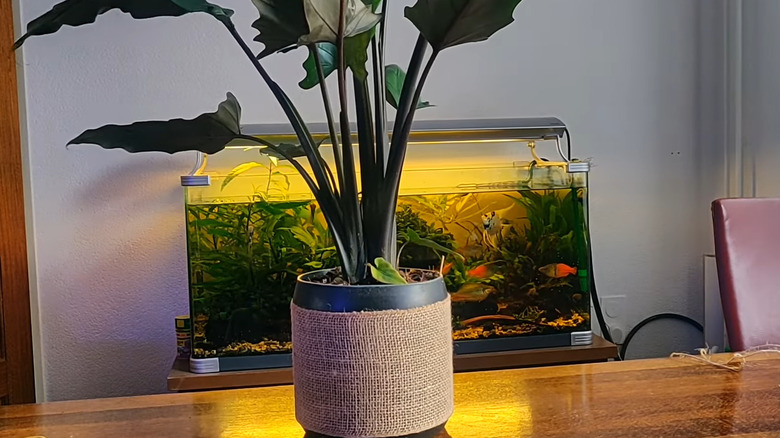 a plant pot made from a protein powder container