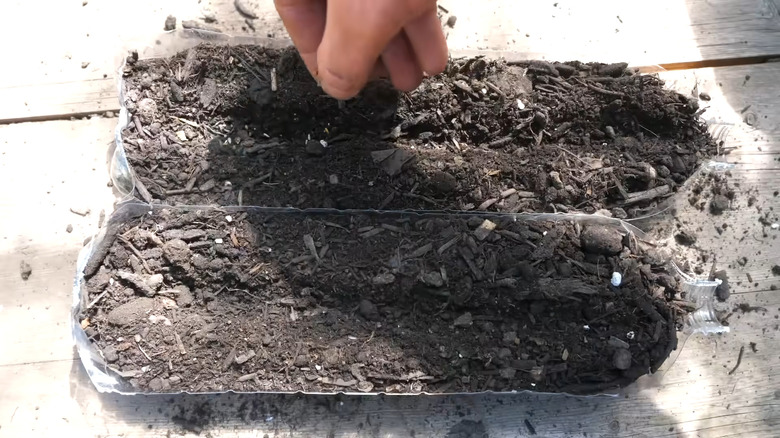 a plastic bottle is cut in half to make two seedling trays