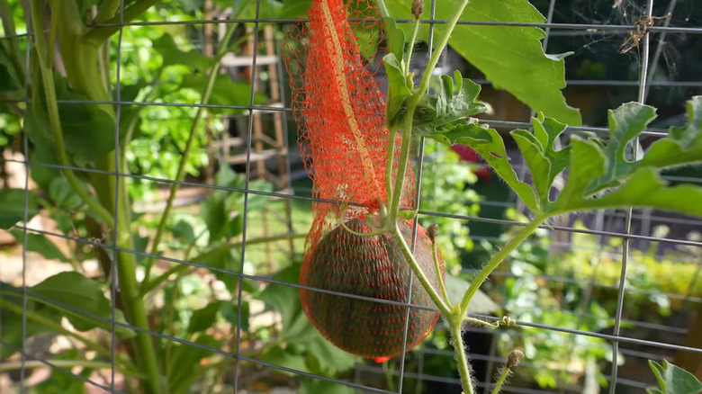 a recycled plastic mesh bag holds a melon growing on a trellis