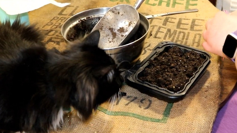 a cat watches a person plant catgrass in recycled plastic takeout tray