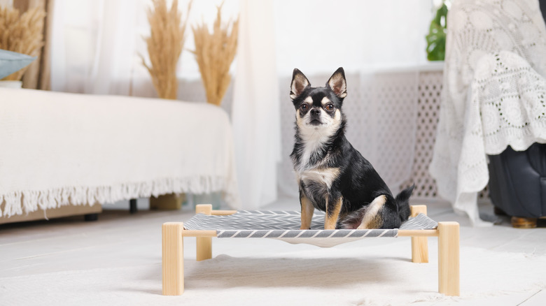 dog on pet bed