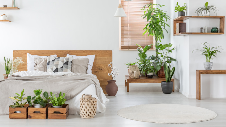three plants in wooden crates