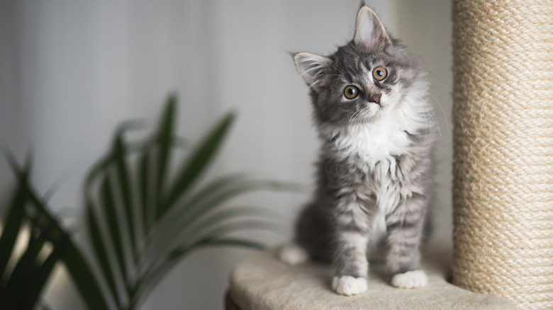 gray and white cat