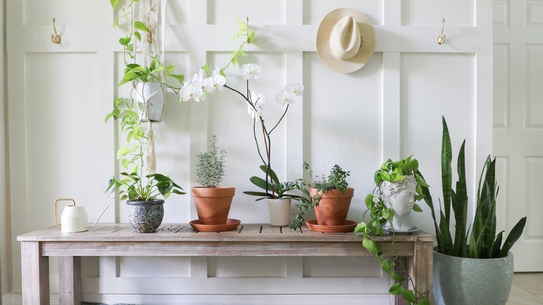 white board and batten wall with hanging hooks, a bench, and plants