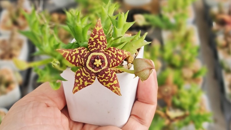 Young Huernia zebrina plant 