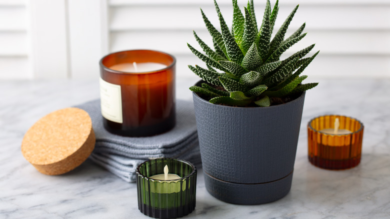 colorful candles with plant