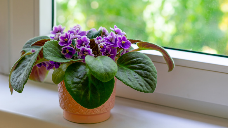 An African violet with purple flowers on a windowsill