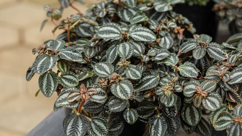 The brightly-patterned foliage of an aluminum plant