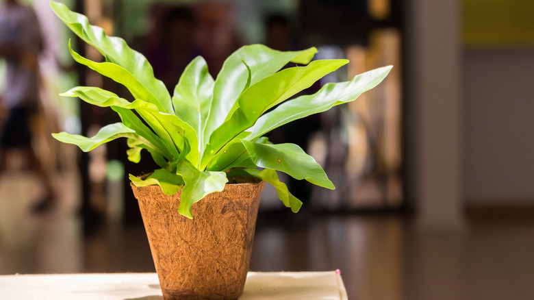 A bird's nest fern on the corner of a desk