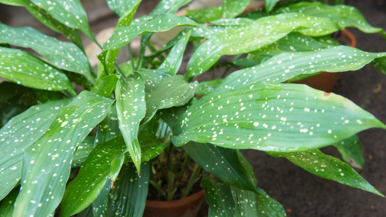 A cast iron plant with green foliage speckled with white spots