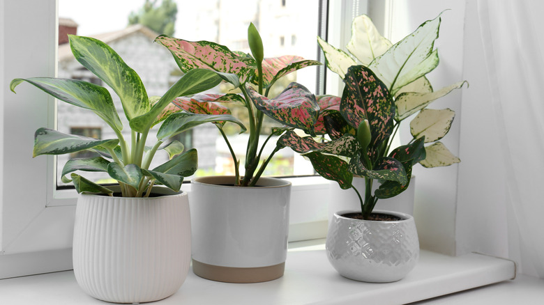 Chinese evergreen plants next to a window