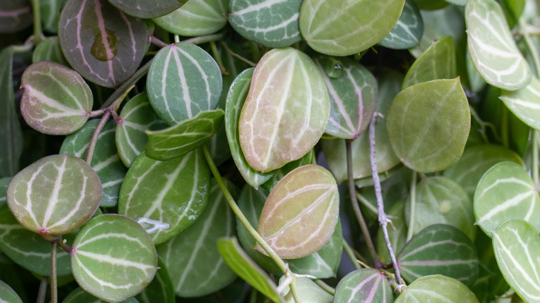 The variegated foliage of a watermelon dischidia plant