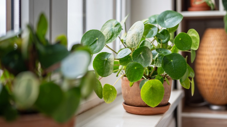 A friendship plant next to a window