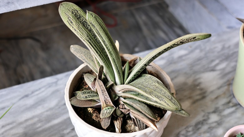 A 'Little Warty' gasteria plant in a ceramic pot