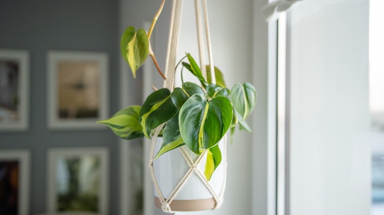 A heartleaf philodendron plant in a macrame hanger