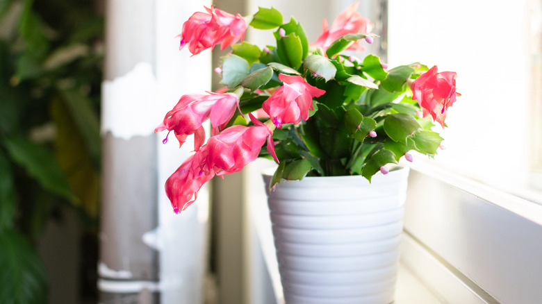 A Thanksgiving cactus with pink blooms on a windowsill