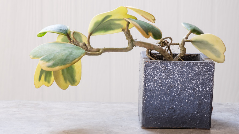 A variegated hoya kerrii in square pot