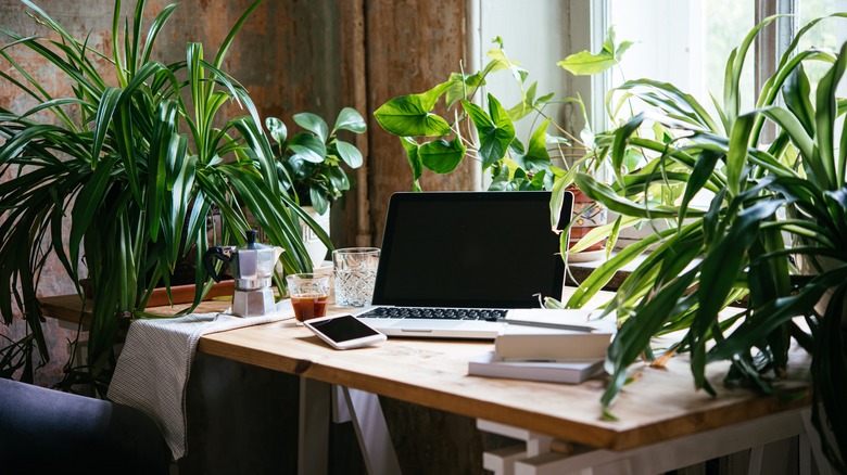 Work at home office with several houseplants on desk