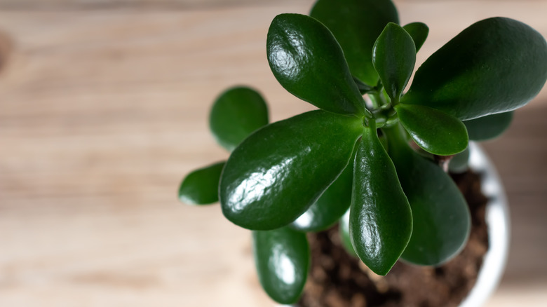 A green jade plant with glossy leaves