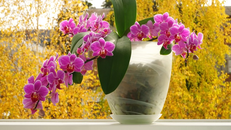 A moth orchid covered with pink blooms