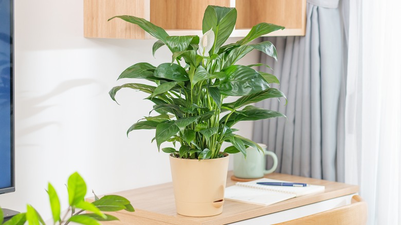 A peace lily on a desk