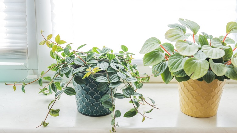 Peperomia plants near a window