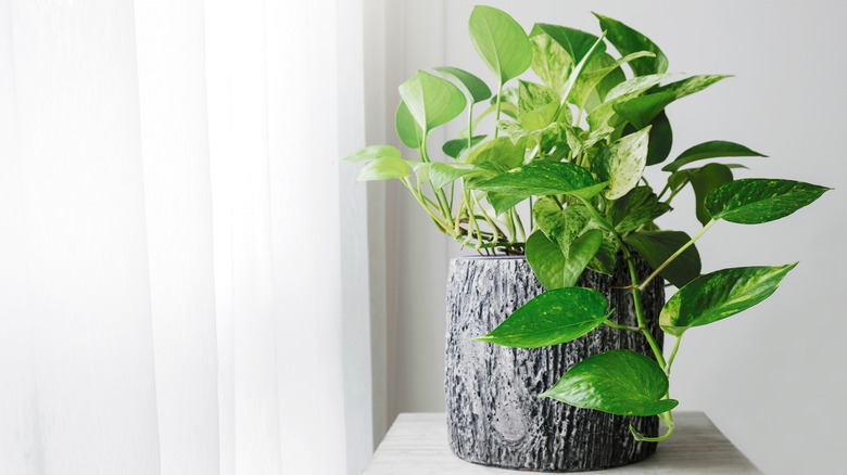 A pothos plant near a window