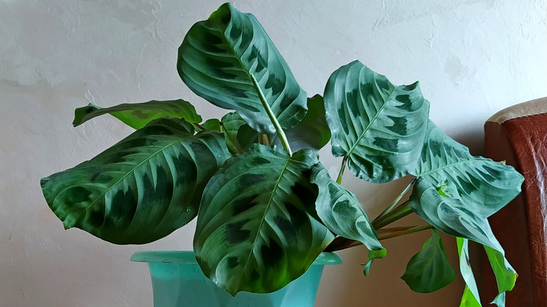 A maranta prayer plant growing indoors