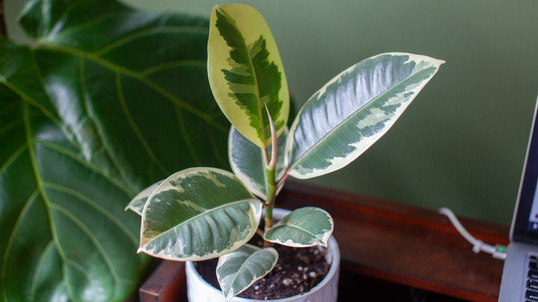 A small rubber plant on a desk
