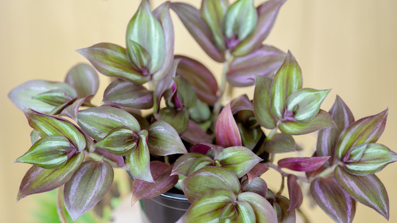 A silver inch plant with colorful leaves