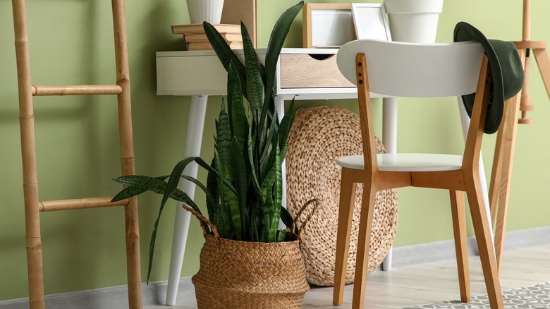 A snake plant in a basket next to a home office desk