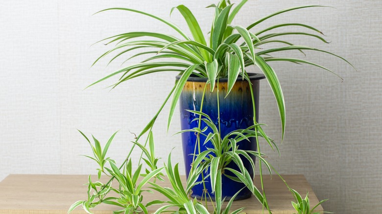 A spider plant in a ceramic container