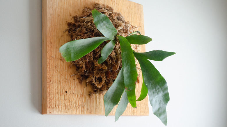 A staghorn fern mounted on a board