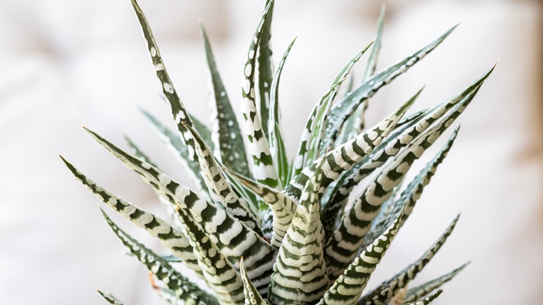 The spiky, green and white leaves of a zebra haworthia plant