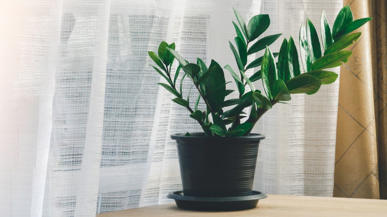 A ZZ plant next to a window with a sheer curtain