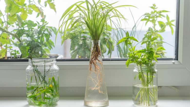 herbs growing in water