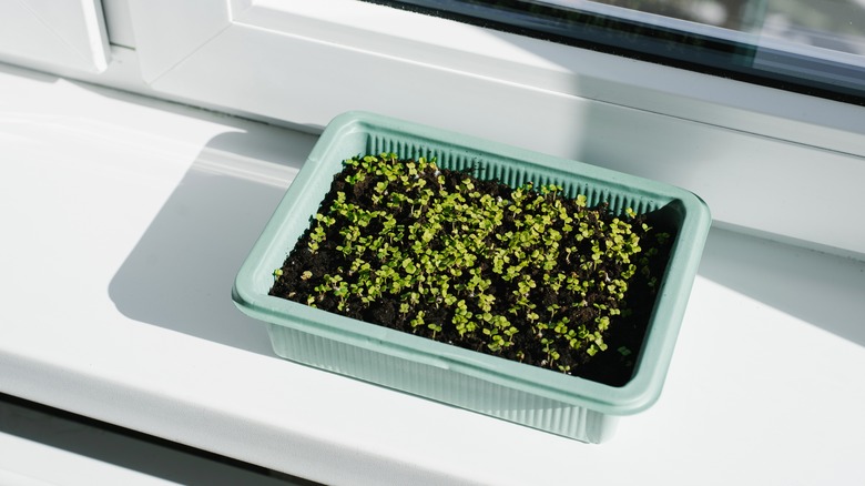 Tiny arugula sprouts in a tray