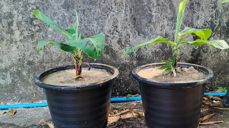 Small banana trees planted in pots